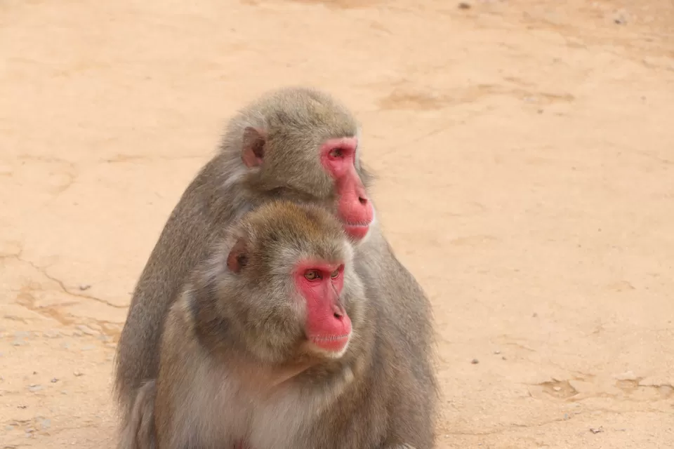 Photo of Arashiyama Monkey Park Iwatayama, Arashiyama Nakaoshitacho, Nishikyo Ward, Kyoto, Japan by Vineet Kumar