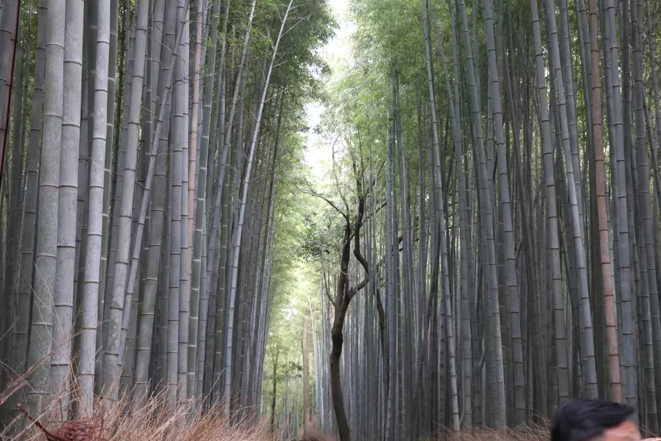 Photo of Arashiyama Bamboo Forest, Sagatenryuji Susukinobabacho, Ukyo Ward, Kyoto, Japan by Vineet Kumar