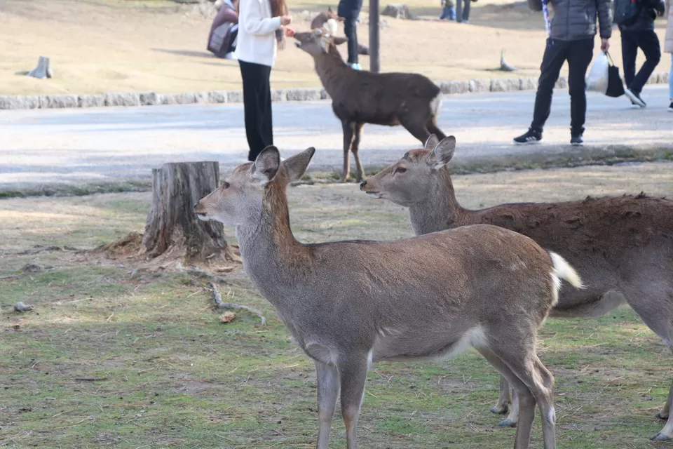Photo of Nara Park, Nara, Japan by Vineet Kumar