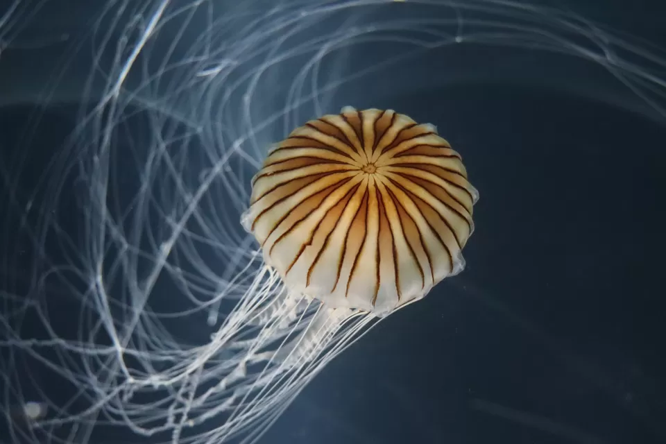 Photo of Osaka Aquarium, 1 Chome-1-10 Kaigandori, Minato Ward, Osaka, Japan by Vineet Kumar