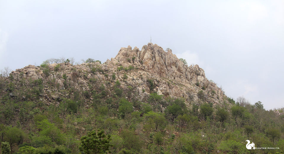 Photo of Hidden Beauty of the Gujarat Forest by Gautam Ravaliya