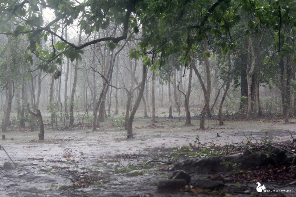 Photo of Hidden Beauty of the Gujarat Forest by Gautam Ravaliya