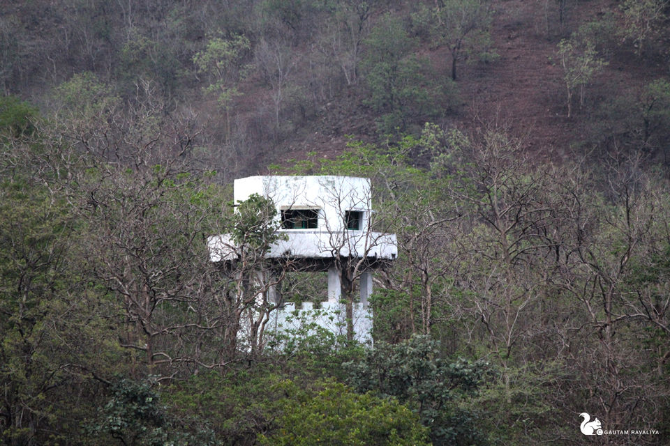 Photo of Hidden Beauty of the Gujarat Forest by Gautam Ravaliya