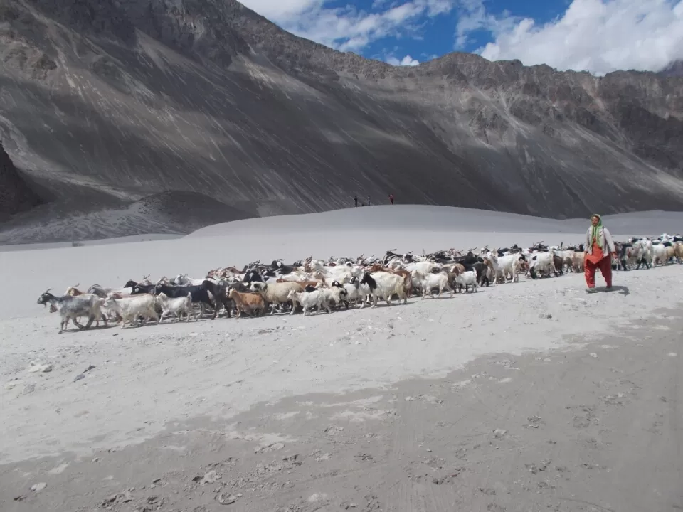Photo of Nubra Valley, Hunder, Jammu and Kashmir 194401 by Amit Singh