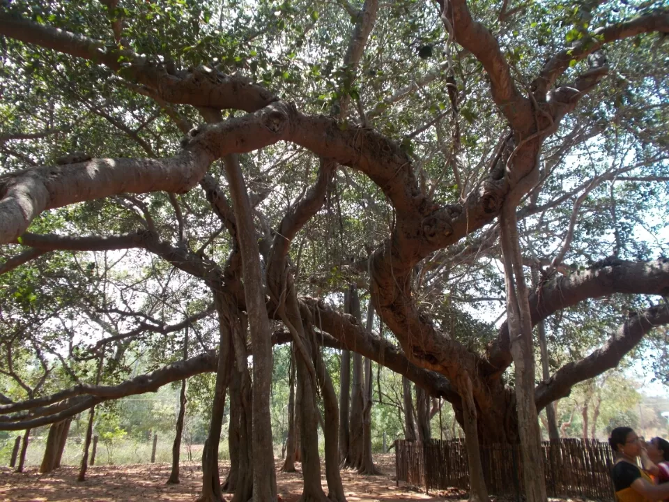 Photo of Auroville, Auroville, Tamil Nadu, India by Amit Singh
