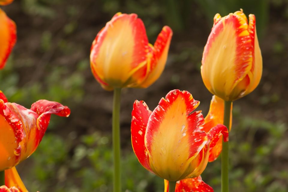Photo of Kashmir 9 days trip - The trip Round up (Trip in Nut Shell) 3/20 by Harshad Datar