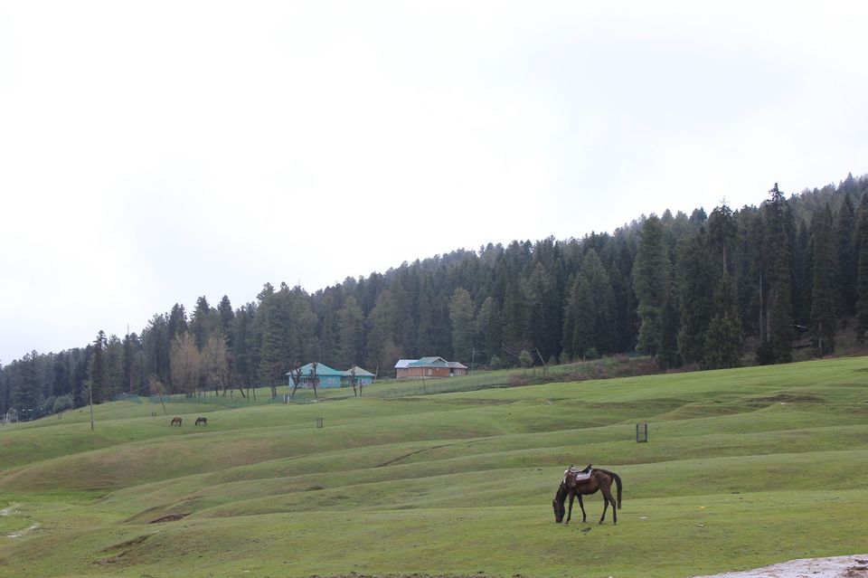 Photo of Kashmir 9 days trip - The trip Round up (Trip in Nut Shell) 7/20 by Harshad Datar