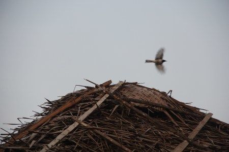 Photo of Kabini, India – Surrender yourself to Nature 5/10 by Pooja Ghelani