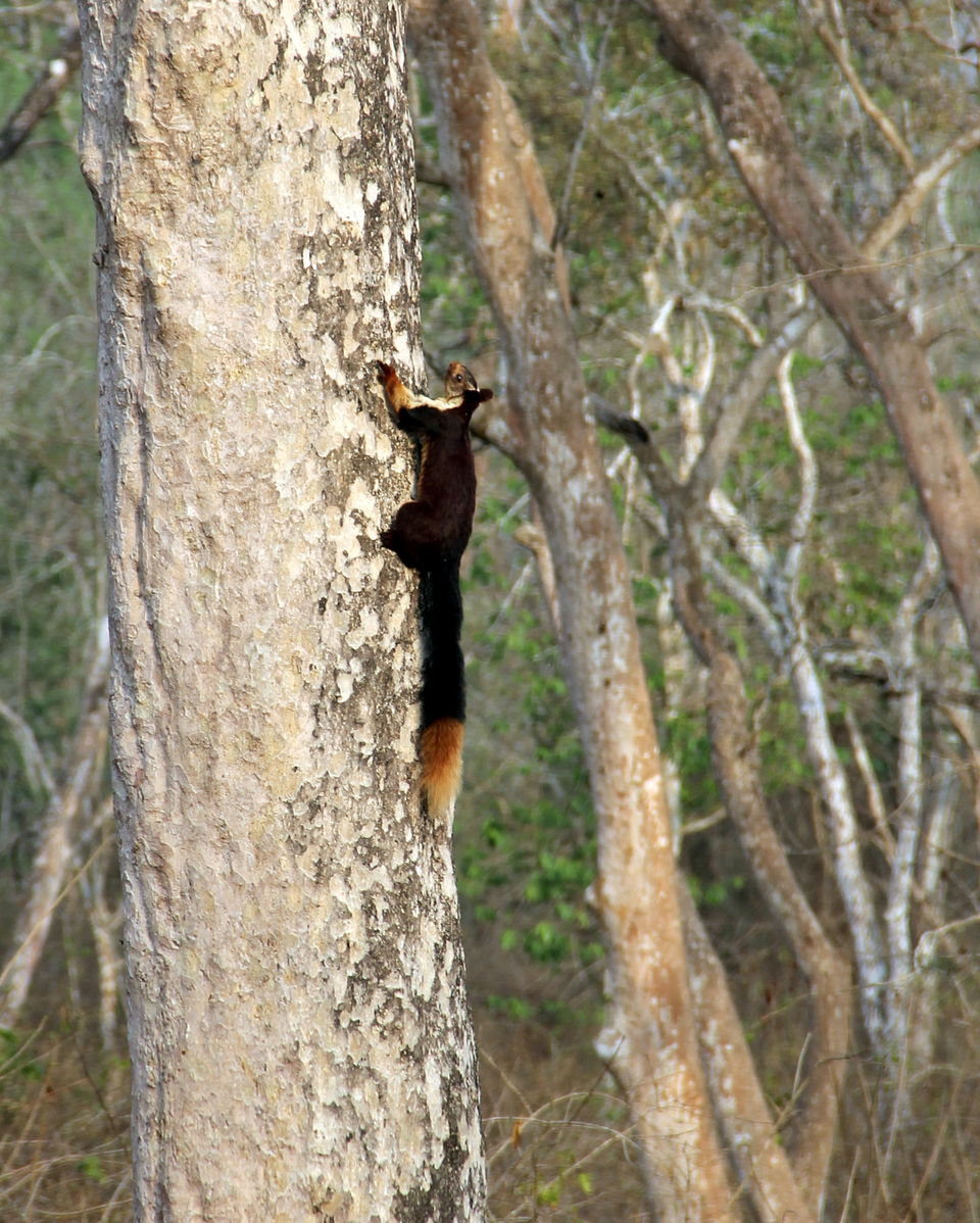 Photo of Kabini, India – Surrender yourself to Nature 9/10 by Pooja Ghelani