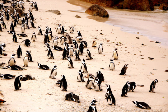 Photo of 5 days in Cape Town 4/23 by Pooja Ghelani