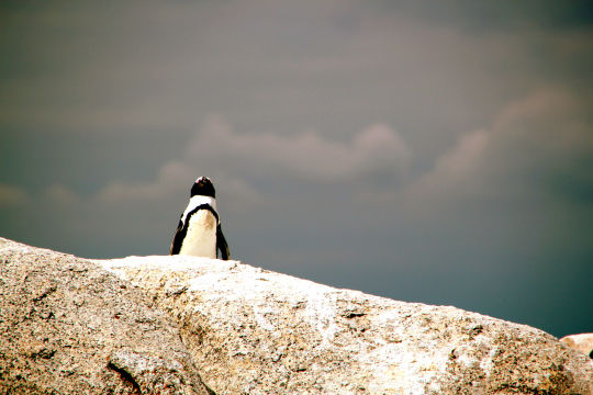 Photo of 5 days in Cape Town 5/23 by Pooja Ghelani