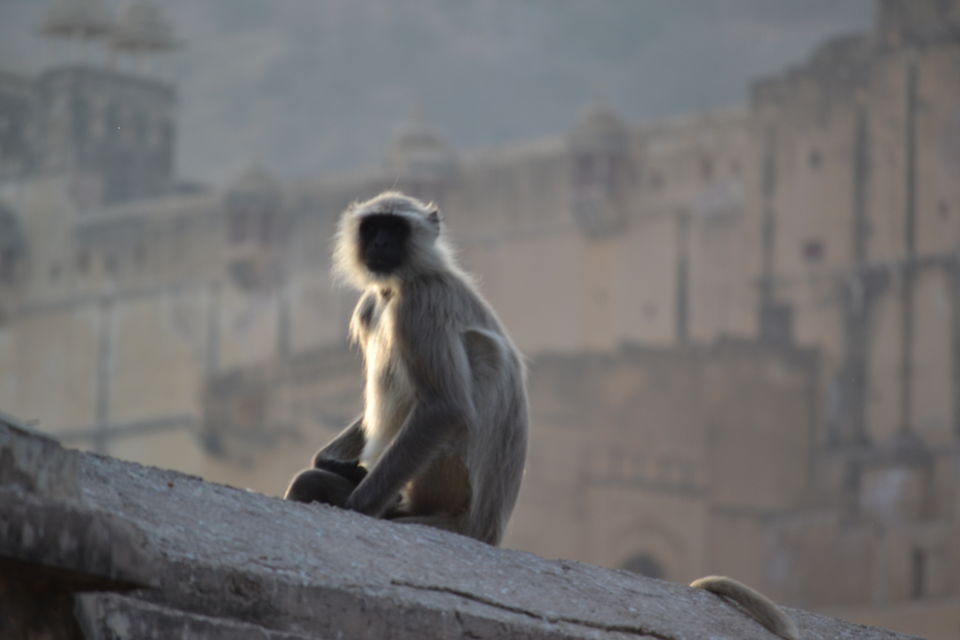 Photo of Jaipur On A Backpack 7/14 by Kartikeya Kaushik