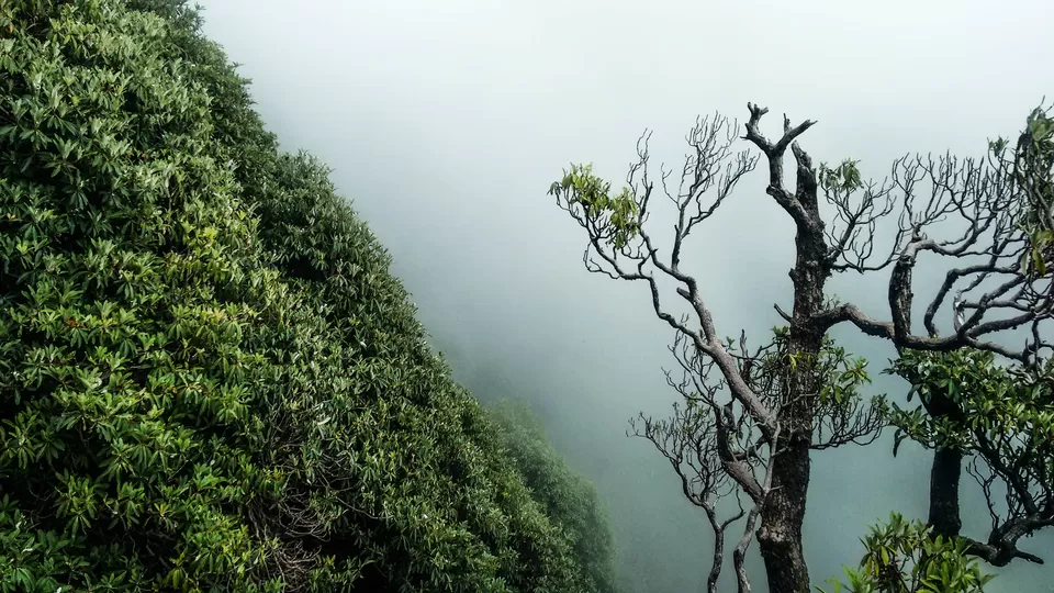 Photo of Trail to Triund Hill, Dharamshala, Himachal Pradesh, India by Touring Diaries
