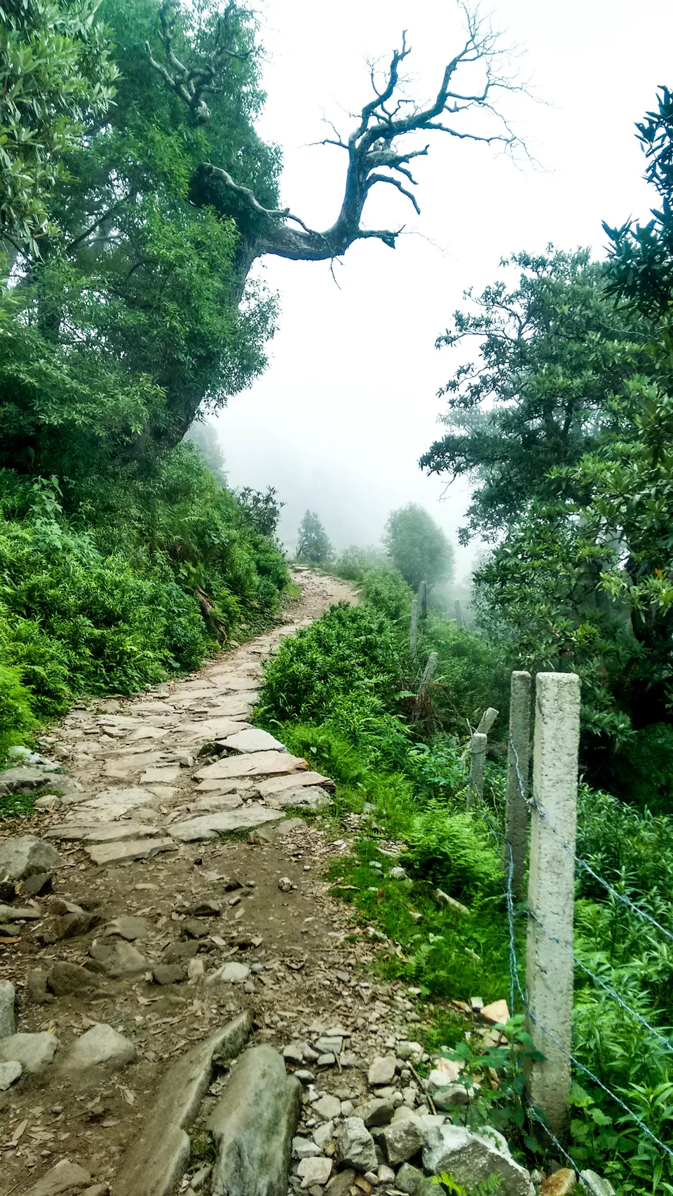Photo of Trail to Triund Hill, Dharamshala, Himachal Pradesh, India by Touring Diaries