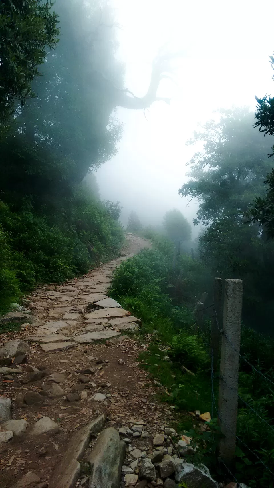 Photo of Trail to Triund Hill, Dharamshala, Himachal Pradesh, India by Touring Diaries