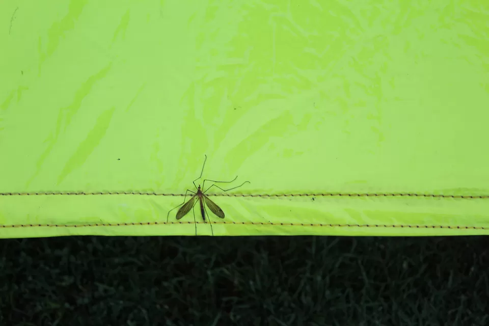 Photo of Trail to Triund Hill, Dharamshala, Himachal Pradesh, India by Touring Diaries