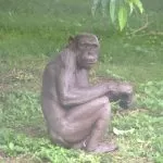 Photo of Mysore Zoo, Zoo Main Road, Indira Nagar, Ittige Gudu, Mysuru, Karnataka, India by Priya Krishnamoorthy