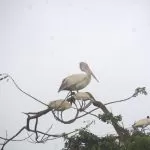 Photo of Ranganathittu Bird Sanctuary, Srirangapatna, Karnataka, India by Priya Krishnamoorthy