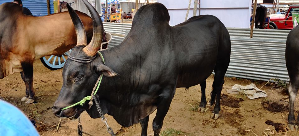 Photo of A Trip To Anthiur Horse Fair- One Of the Biggest In India by Siva Prakash