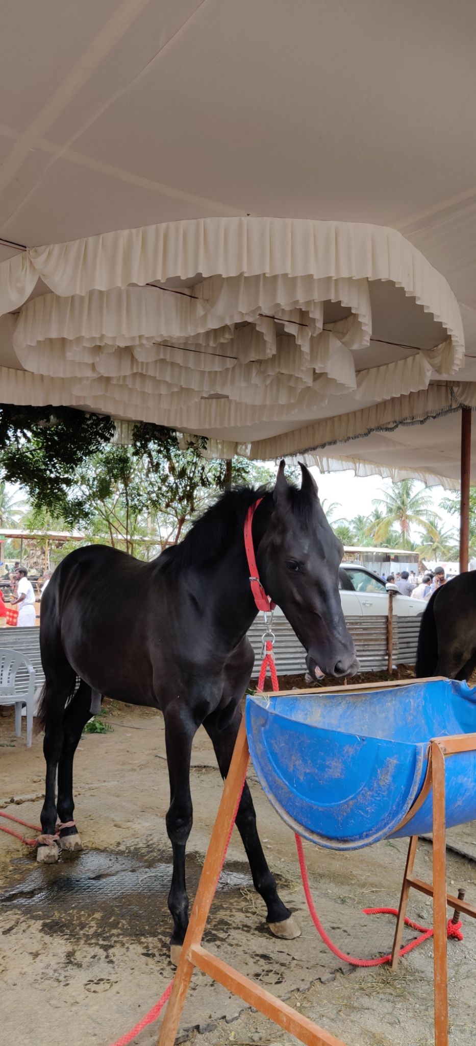 Photo of A Trip To Anthiur Horse Fair- One Of the Biggest In India by Siva Prakash