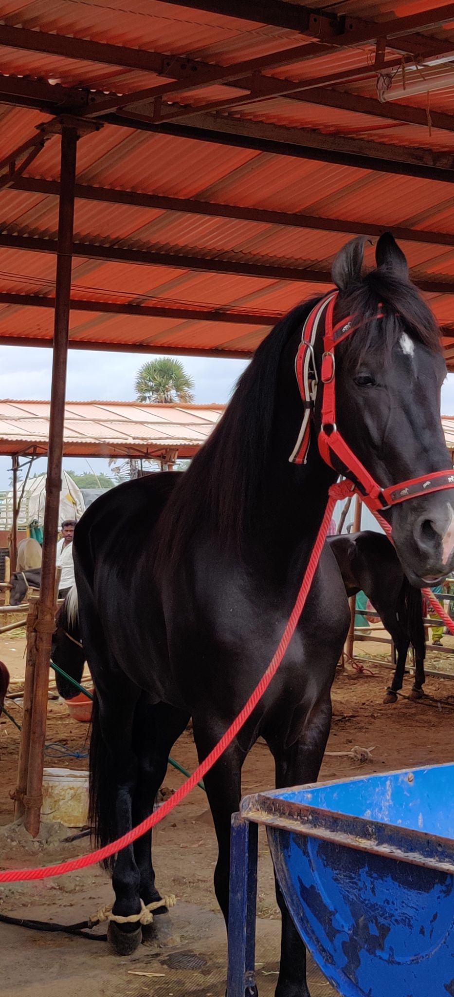 Photo of A Trip To Anthiur Horse Fair- One Of the Biggest In India by Siva Prakash