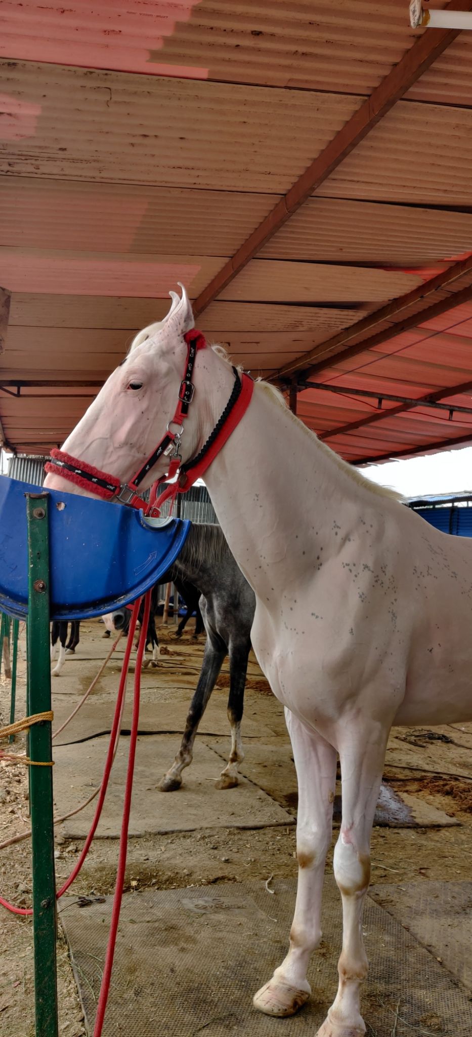 Photo of A Trip To Anthiur Horse Fair- One Of the Biggest In India by Siva Prakash