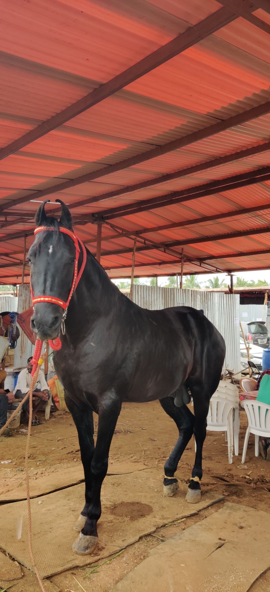 Photo of A Trip To Anthiur Horse Fair- One Of the Biggest In India by Siva Prakash