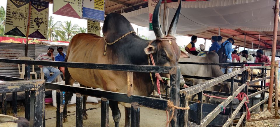 Photo of A Trip To Anthiur Horse Fair- One Of the Biggest In India by Siva Prakash