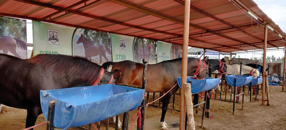 Photo of A Trip To Anthiur Horse Fair- One Of the Biggest In India by Siva Prakash