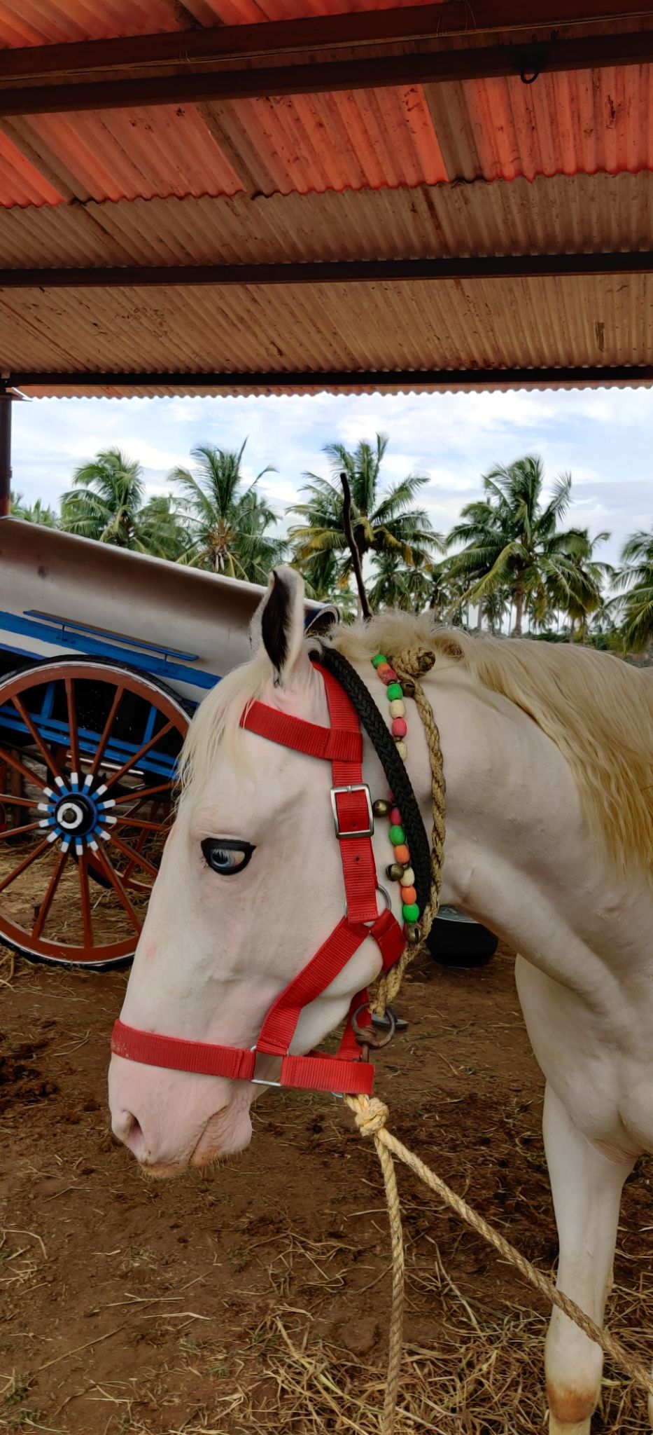 Photo of A Trip To Anthiur Horse Fair- One Of the Biggest In India by Siva Prakash
