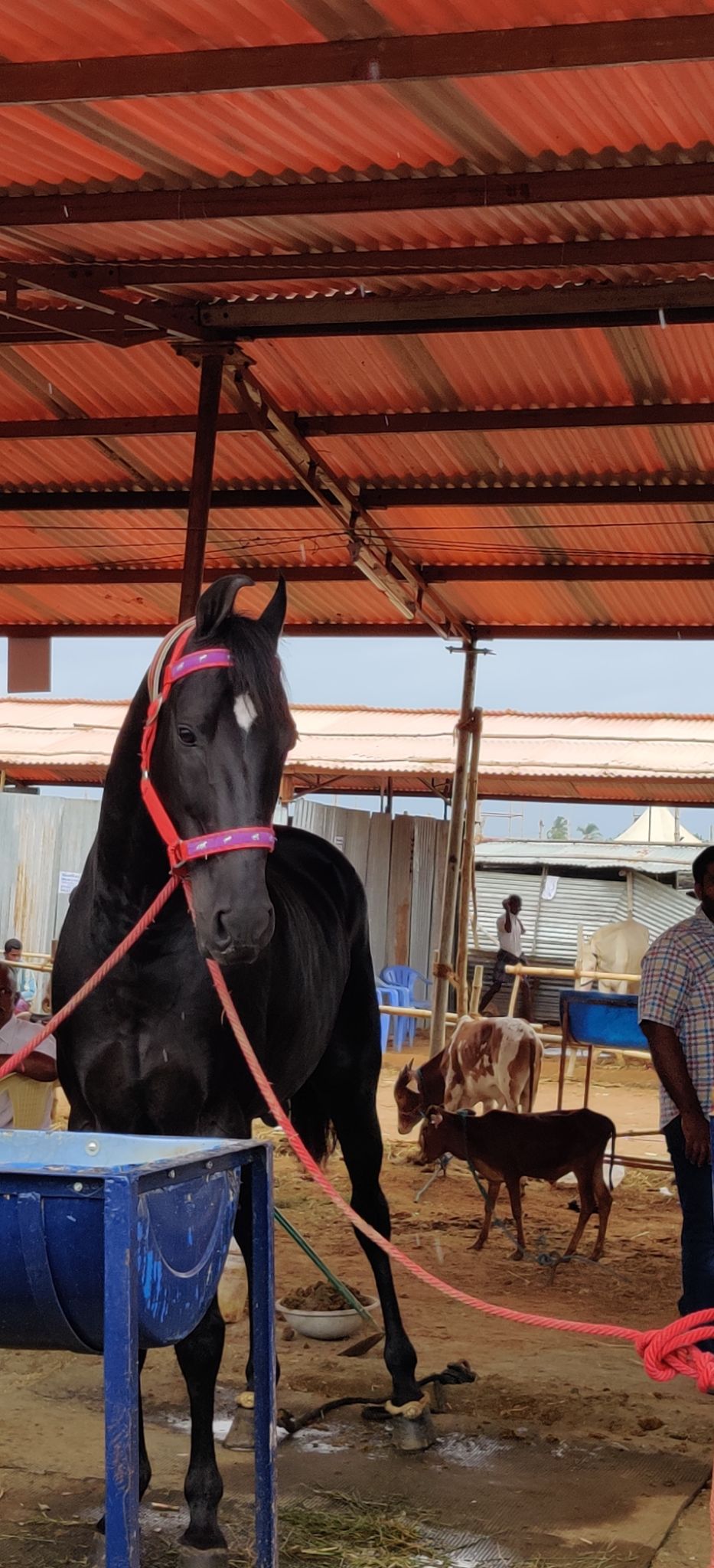 Photo of A Trip To Anthiur Horse Fair- One Of the Biggest In India by Siva Prakash