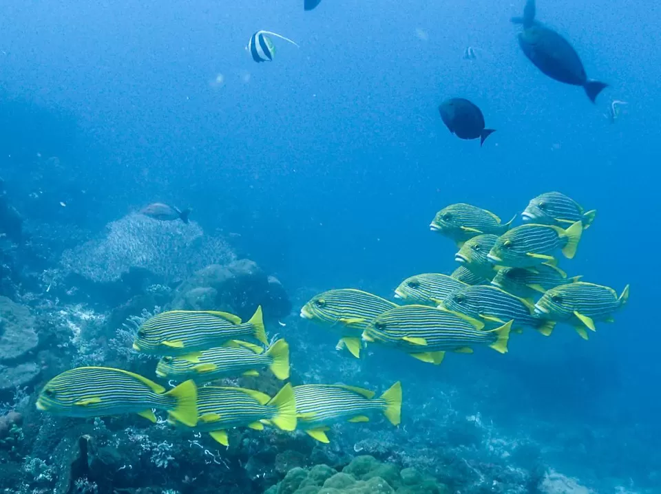 Photo of Koh Tao (Mae Haad Pier), Ko Tao, Thailand by Rohan Kumar Debbarma