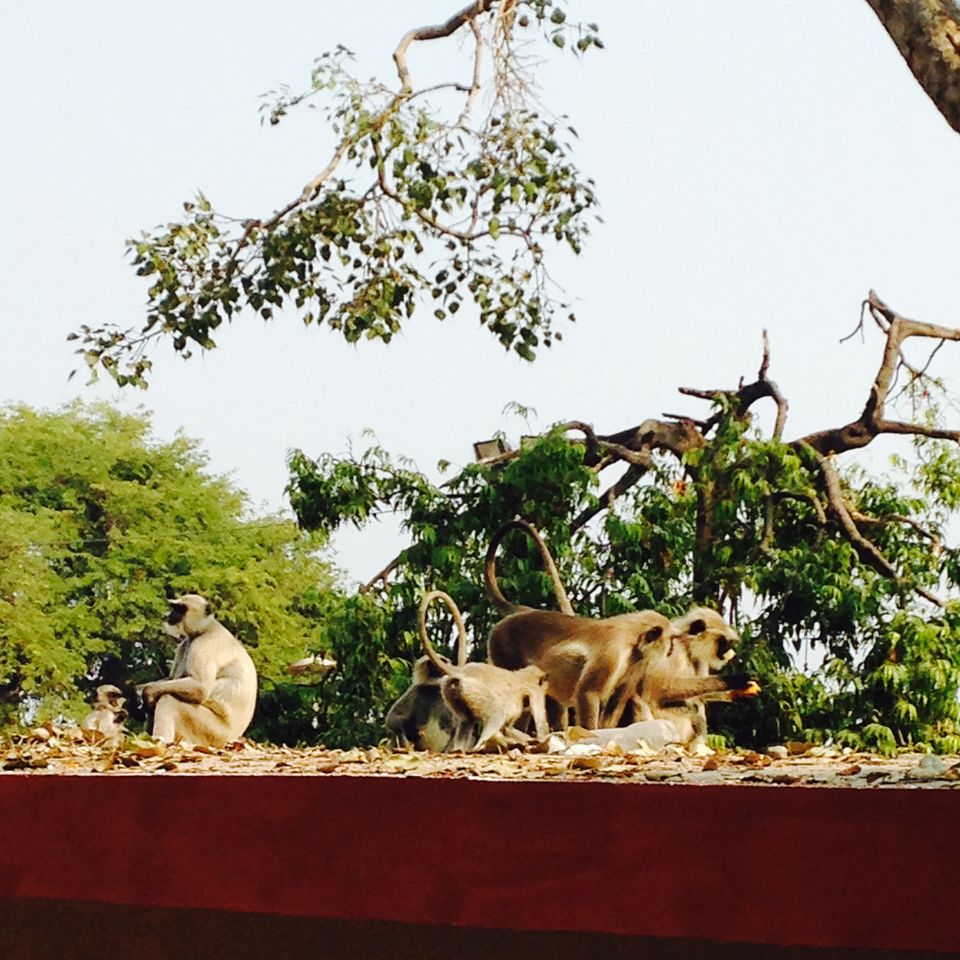 Photo of The underbelly of Indian culture - Ujjain 1/3 by Kanika Mishra