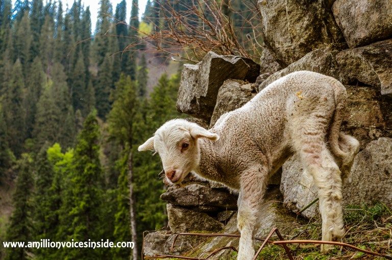 Photo of Lama Dugh Trek 23/30 by Shanta TS