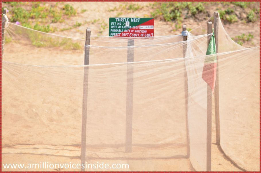 Photo of Goa: Galjibaga beach 5/23 by Shanta TS
