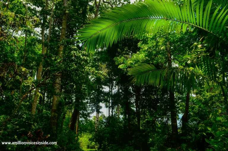 Photo of 10 Photographs: The Andamans 8/11 by Shanta TS