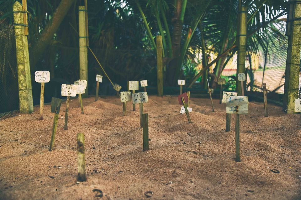 Photo of An evening at Induruwa Turtle Hatchery, Sri Lanka 1/7 by Shanta TS