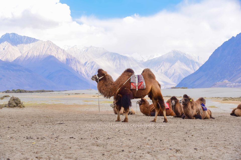 Photo of A Love Affair: Leh Ladakh 5/9 by Shanta TS