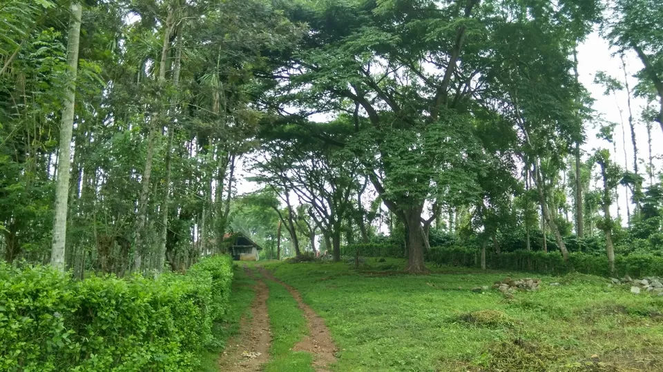Photo of To The Land of Coffee - Chikkamagaluru by Dheeraj Voyagerz
