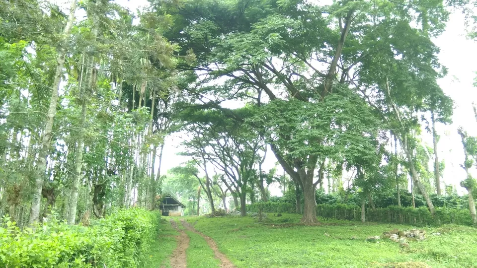 Photo of To The Land of Coffee - Chikkamagaluru by Dheeraj Voyagerz