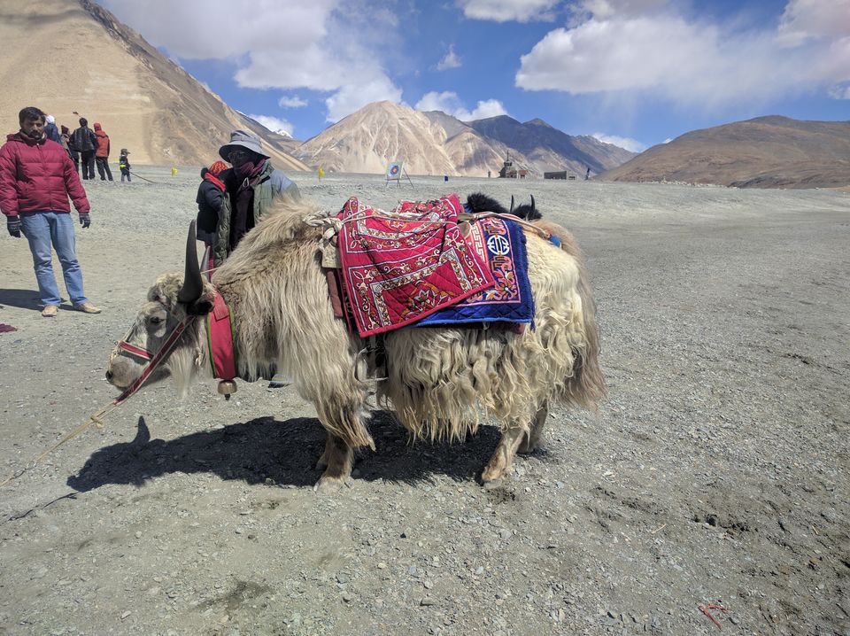 Photo of Through the land of great ladakh! 3/11 by Dr huma khan