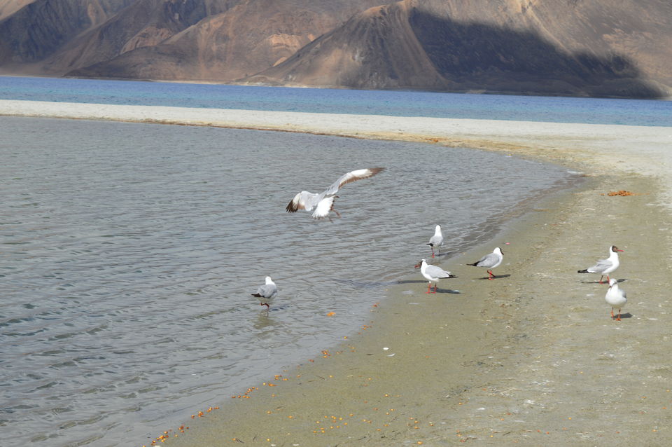 Photo of Through the land of great ladakh! 7/11 by Dr huma khan