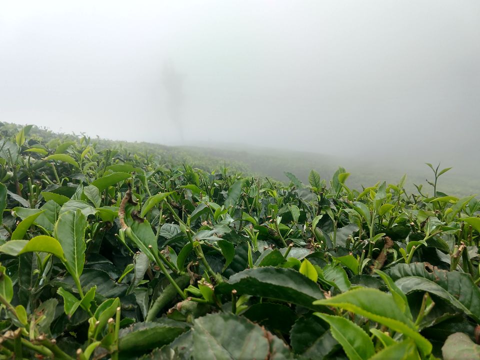 Photo of Munnar, Kerala, India by Swollen_Foot