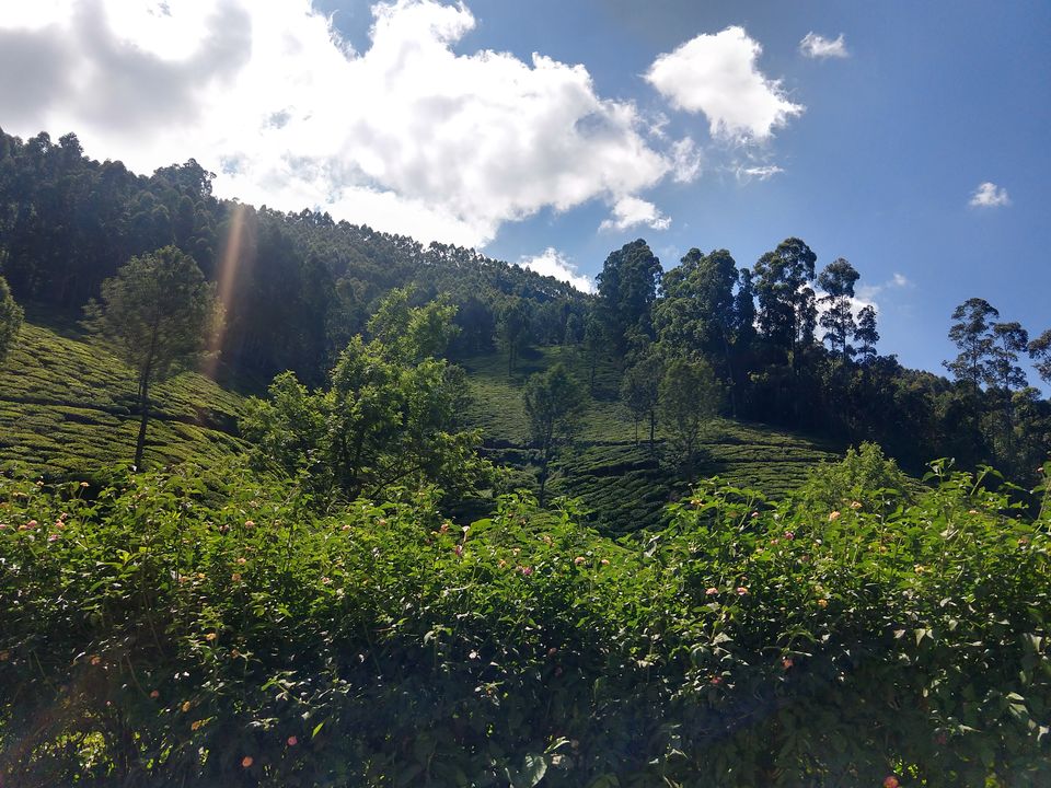 Photo of Munnar, Kerala, India by Swollen_Foot