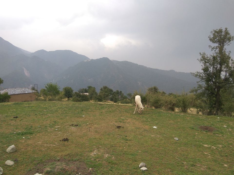 Photo of When a dog became our trek guide: Kareri Lake Trek 1/35 by Swollen_Foot