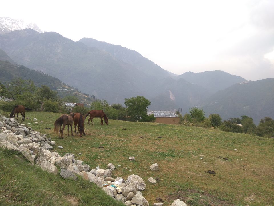 Photo of When a dog became our trek guide: Kareri Lake Trek 2/35 by Swollen_Foot