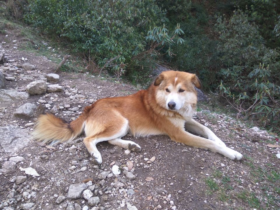 Photo of When a dog became our trek guide: Kareri Lake Trek 7/35 by Swollen_Foot