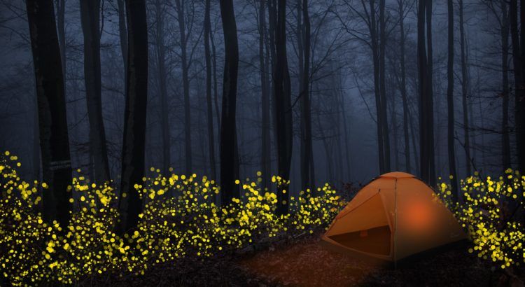 Photo of 10 Things About Fireflies You Probably Didn’t Know! 1/2 by Travel Trikon
