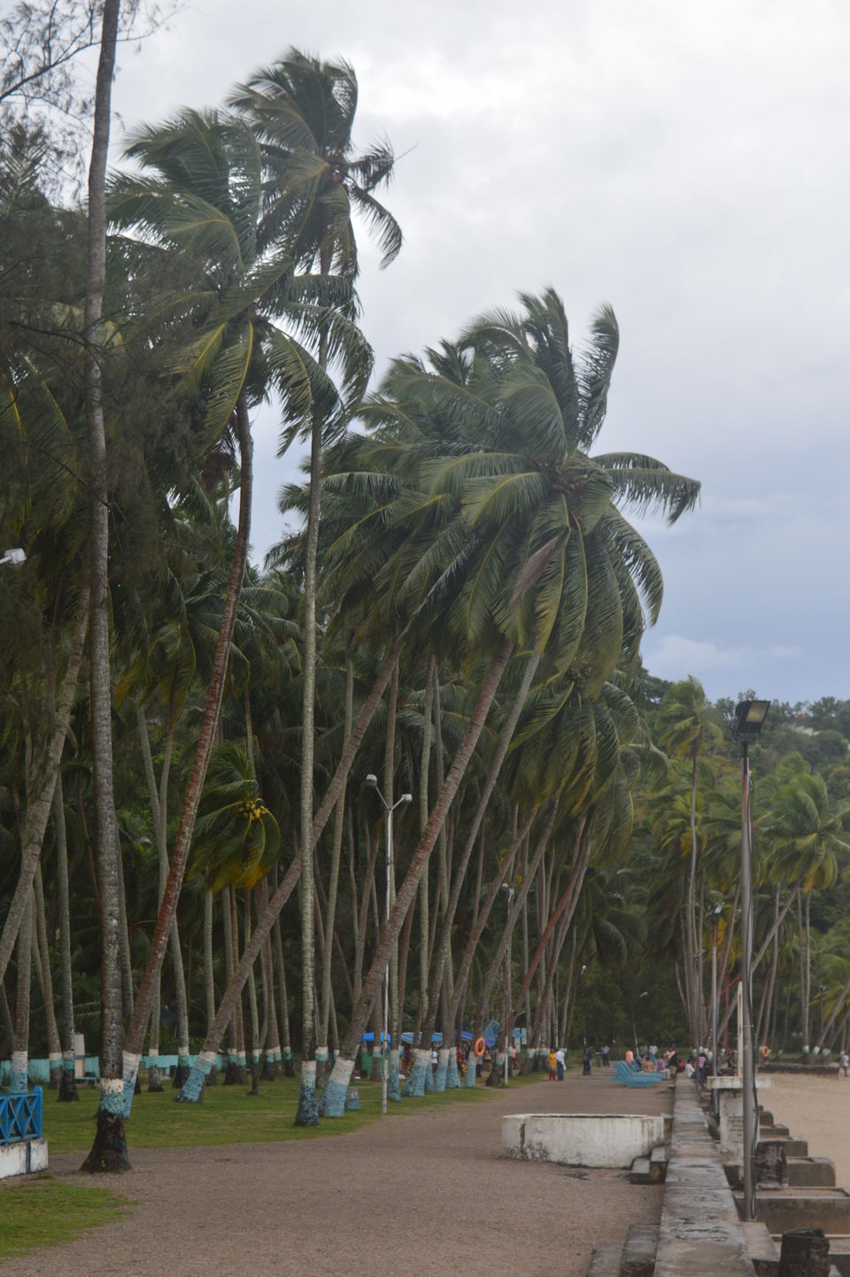 Photo of Spotting the cannibals and much more 28/29 by Anuj Gupta