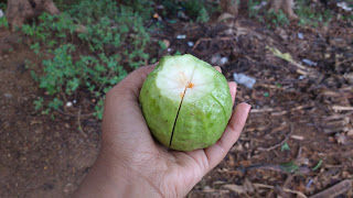Photo of Jewel of the South - Yercaud 5/17 by Chaitra Nayak